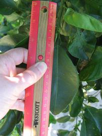              Unifoliolate leaf (Winter Haven, FL)       