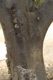              Bark (Riverside, CA)       