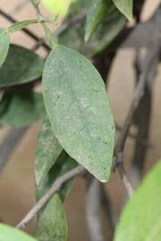            Unifoliolate leaf (Riverside, CA)   