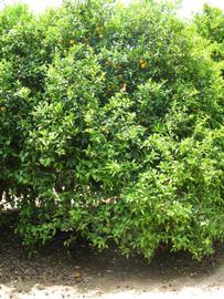            Habit (Riverside, CA)   