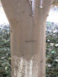            Bark (Riverside, CA)   