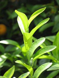              Sun leaves (Riverside, CA)       