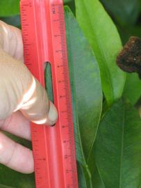              Unifoliolate leaf (Riverside, CA)       