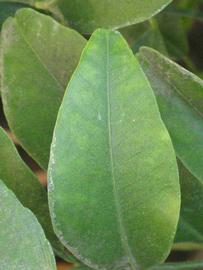              Margin (Riverside, CA)       