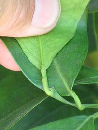              Petiole (Riverside, CA)       