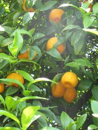            Fruit (Riverside, CA)   