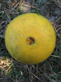              Fruit of  Citrus sinensis       (Cara Cara,   Winter Haven, FL)       