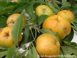              Fruit of  Casimiroa edulis      (© Ian Maguire   UF/IFAS/TREC)       