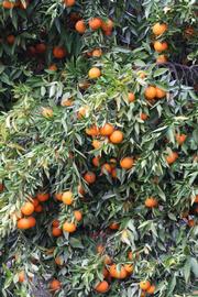              Habit (Clementina Fina, Riverside, CA)       