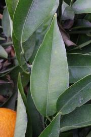              Unifoliolate leaf (Clementina Fina, Riverside, CA)       