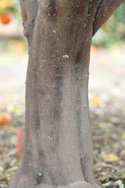              Bark (Clementina Fina, Riverside, CA)       