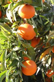              Fruit (Clementina Fina, Riverside, CA)       