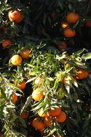            Sun leaves (Clementina Fina, Riverside, CA)   