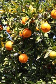              Fruit (Algerian, Riverside, CA)       
