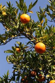              Fruit (Algerian, Riverside, CA)       