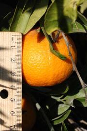              Fruit (Algerian, Riverside, CA)       