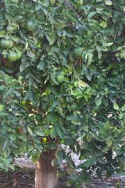            Habit (Riverside, CA)   