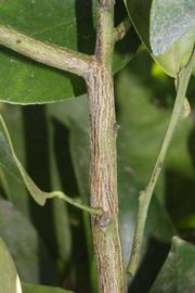              Second - third year twig (Riverside, CA)       