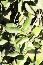              Sun leaves (Riverside, CA)       