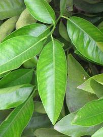            Unifoliolate leaf (Riverside, CA)   