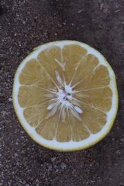              Fruit cross-section (Riverside, CA)       