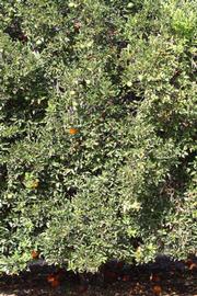              Habit (Riverside, CA)       