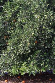            Habit (Riverside, CA)   