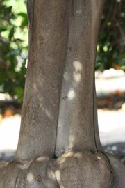            Bark (Riverside, CA)   