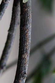              Second - third year twig (Riverside, CA)       