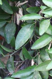              Sun leaves (Riverside, CA)       