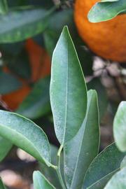              Unifoliolate leaf (Riverside, CA)       