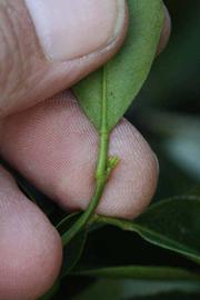              Petiole (Riverside, CA)       