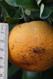            Fruit (Riverside, CA)   