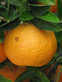            Fruit (Riverside, CA)   