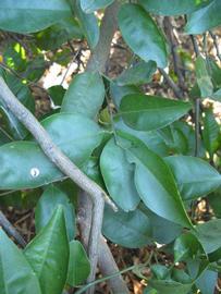            Shade leaves (Winter Haven, FL)   