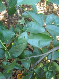           Shade leaves (Winter Haven, FL)   