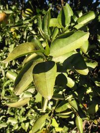            Sun leaves (Winter Haven, FL)   