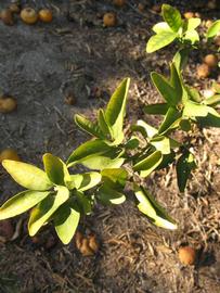            Sun leaves (Winter Haven, FL)   