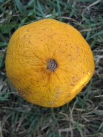              Fruit (Winter Haven, FL)       