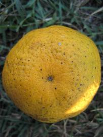              Fruit (Winter Haven, FL)       