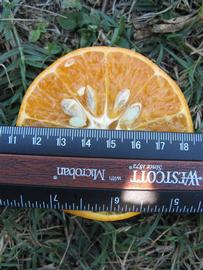              Fruit cross-section (Winter Haven, FL)       