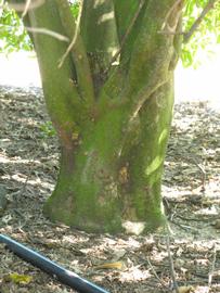            Bark (Winter Haven, FL)   