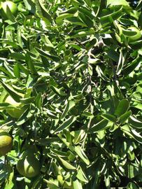              Sun leaves (Winter Haven, FL)       