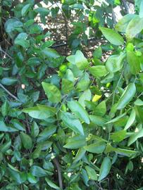              Shade leaves (Winter Haven, FL)       
