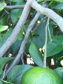              Second - third year twig (Winter Haven, FL)       