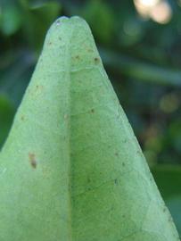              Margin (Riverside, CA)       