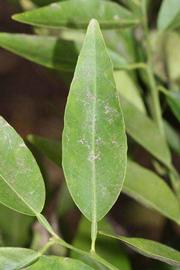              Unifoliolate leaf (Riverside, CA)       