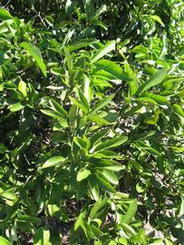              Sun leaves (Winter Haven, FL)       