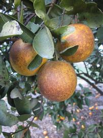              Fruit (Winter Haven, FL)       