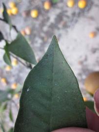              Margin (Winter Haven, FL)       